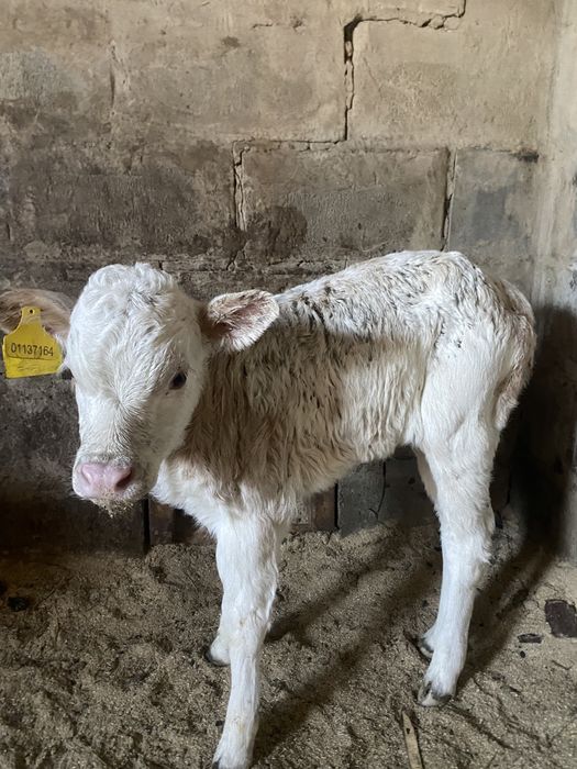 Бызау сатамын 2 бас ұрғашы пародис молочный порода