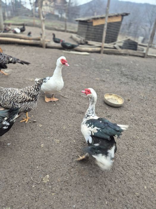 Se vând rățoi lesesti cu vârsta de aproximativ 10 luni