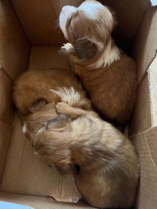 Pechinez 6 saptamani cauta familie iubitoare