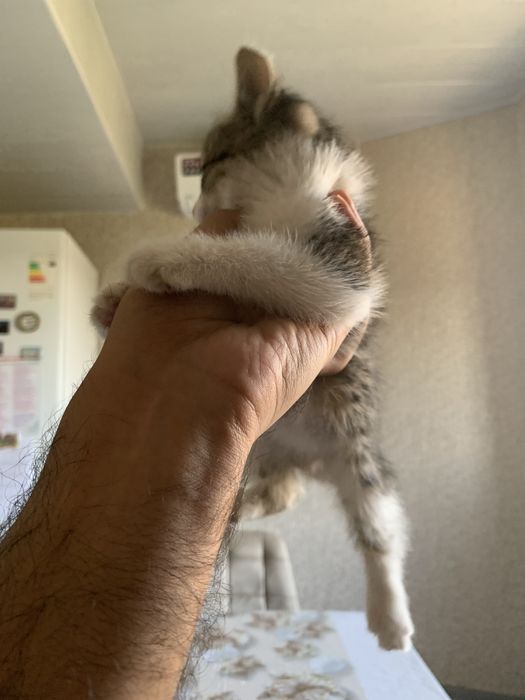 Отдам котёнка в добрые руки бесплатно