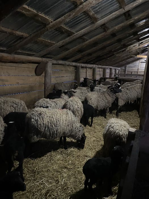 Romanov foarte bine dezvoltate ,gestante si cu miei