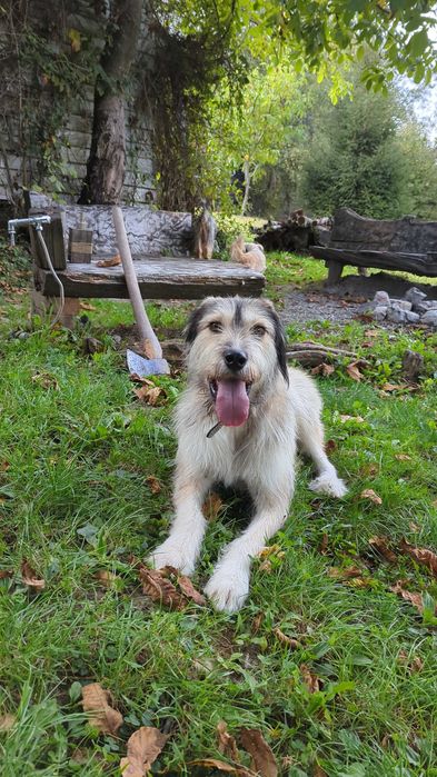 Adopție caine de vanatoare