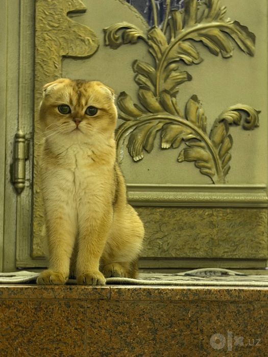 Кот на вязку британец