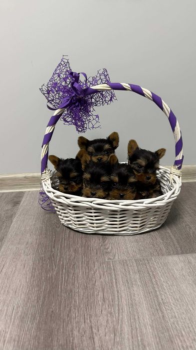 Йоркширски териер