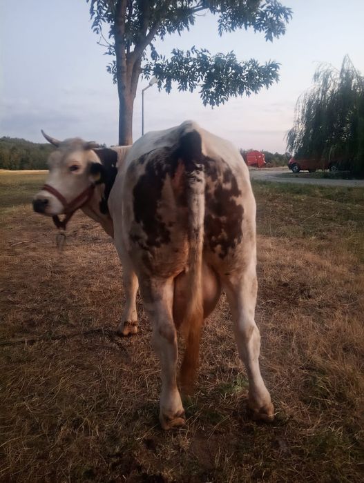 Vând junincă fătată