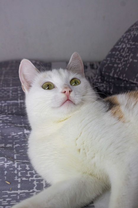 Отдам в добрые руки