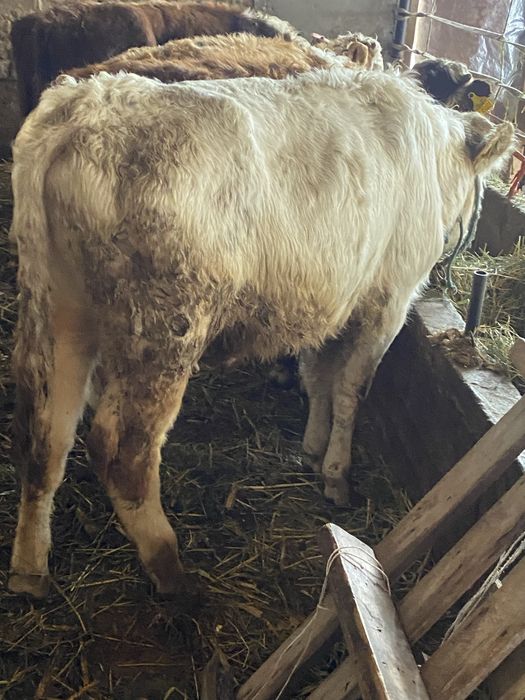 47бас потсос сатылат