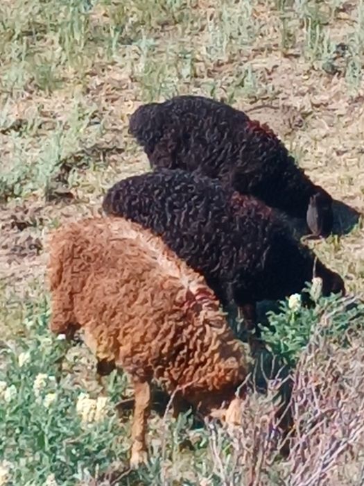 Продам баранов курдючных