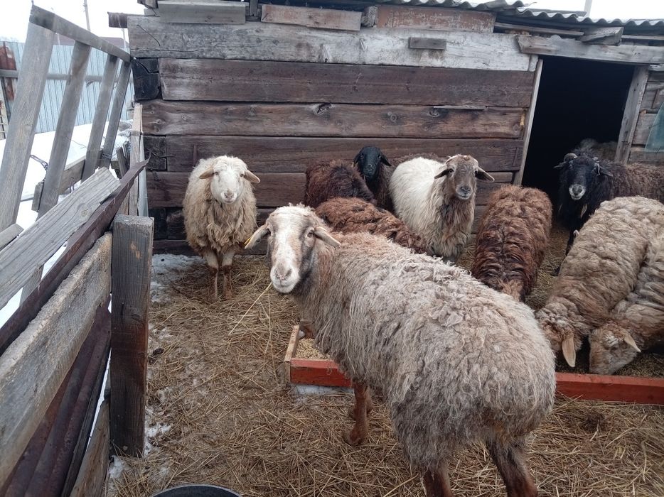 Продам секов токтушек маток в количестве 30голов