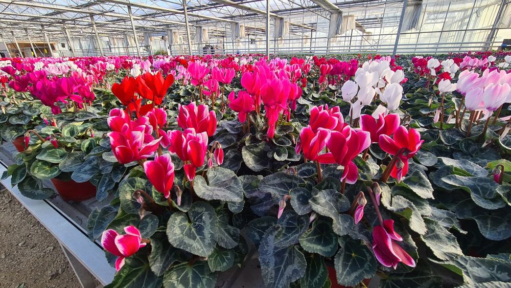 Цветя иглика циклама зюмбюл карамфил виола