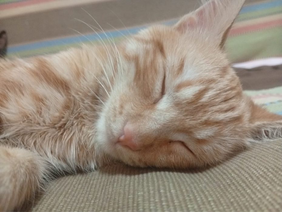 Котенок 4 месяца