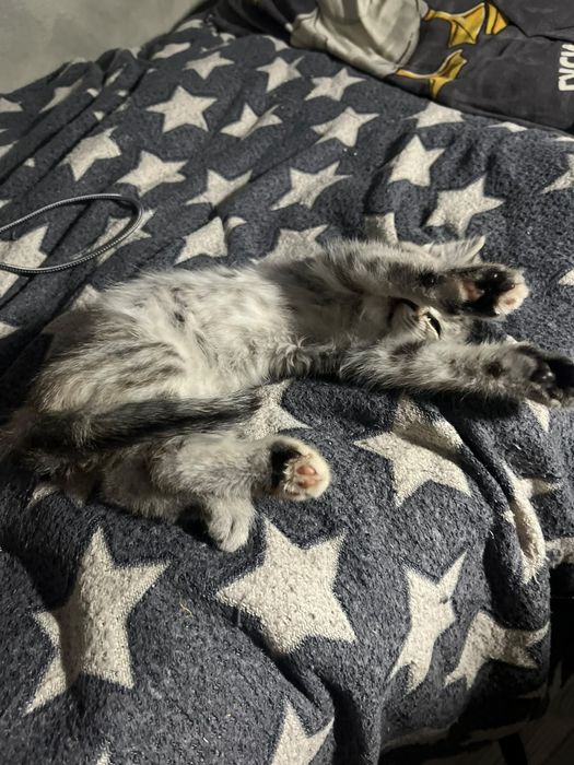 Продам котенка скотиш страйт