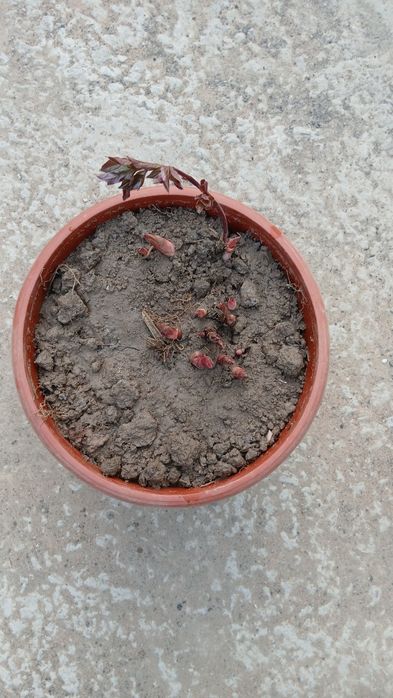 Гортензия Анабель! Морозоустойчевы сорт Гортензий