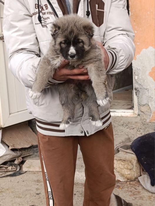 Alabay 28 kunlik qiz