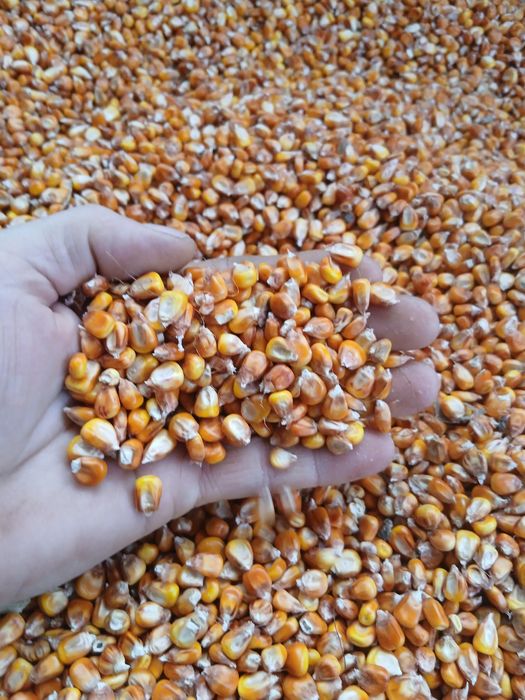 Vând porumb boabe