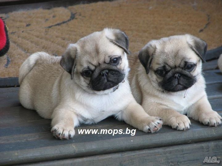 Бебета Мопс чистокръвни с родословие от Мопс България ООД