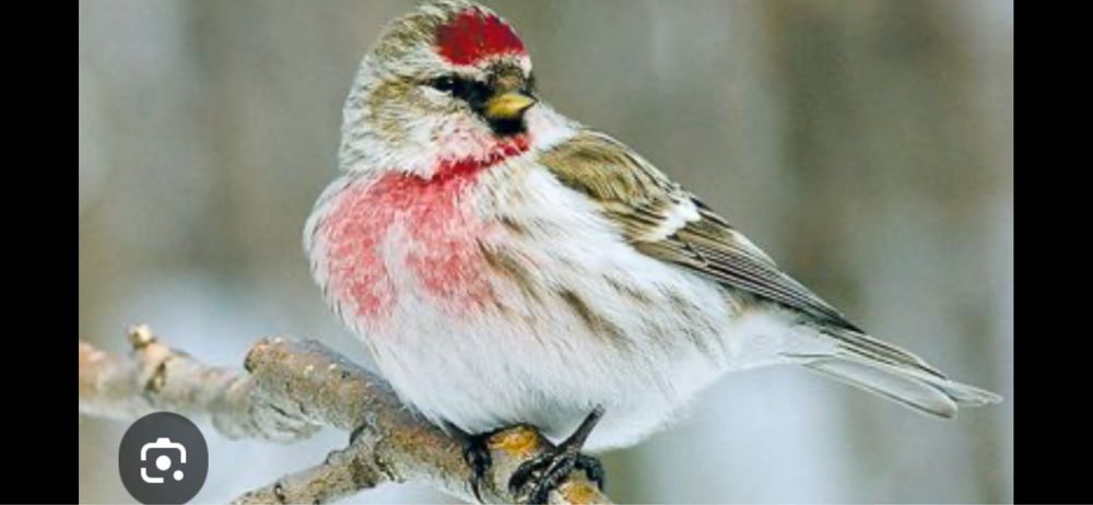 Певчие птички чечетки