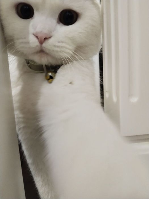 Продаю Скотш фолд