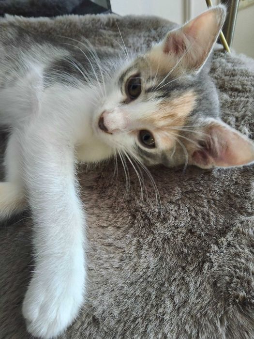 Домашно женско котенце на 2 месеца търси дом
