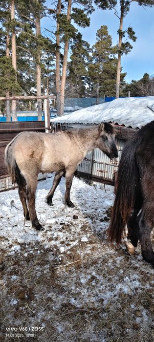 Продам жеребчиков жорга