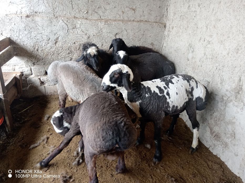 Boqilgan tayyor quchqorlar sotiladi