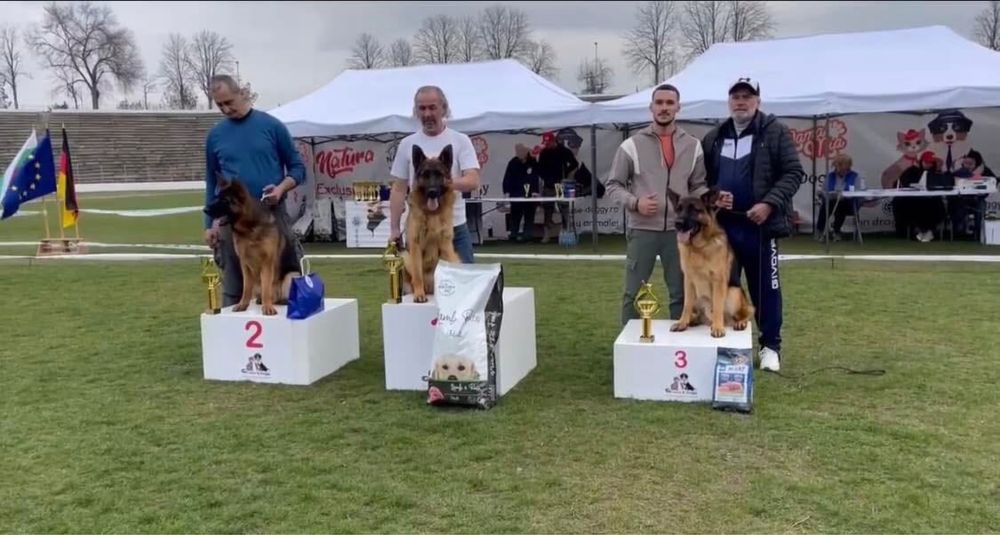 Mascul ciobanesc german