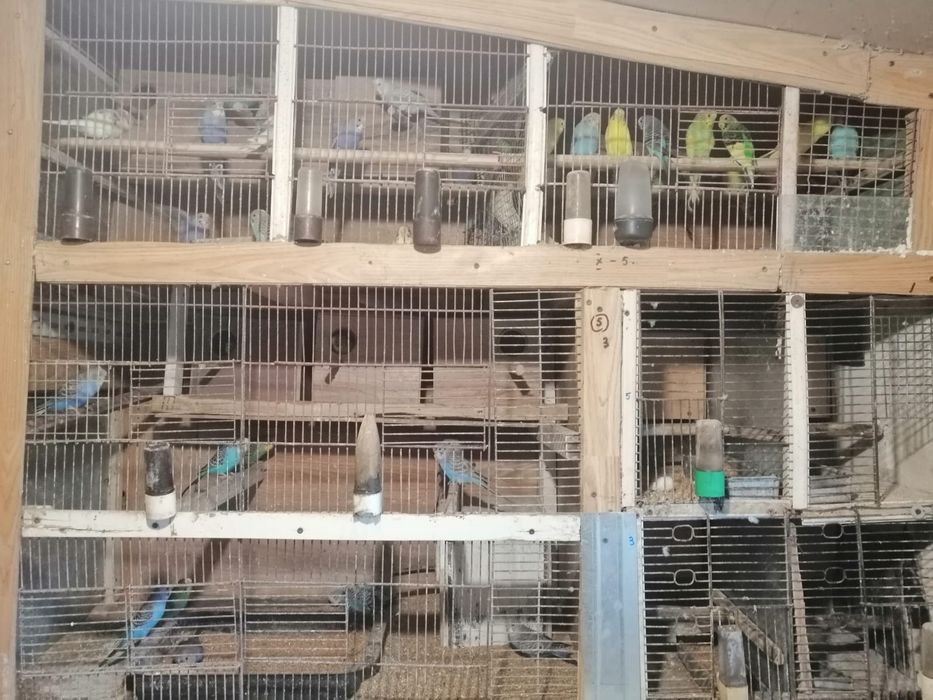 Papagali  Perusi de vanzare