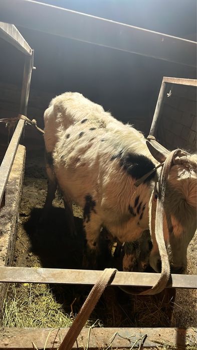 Сиырлар сатылады 500.000 нан