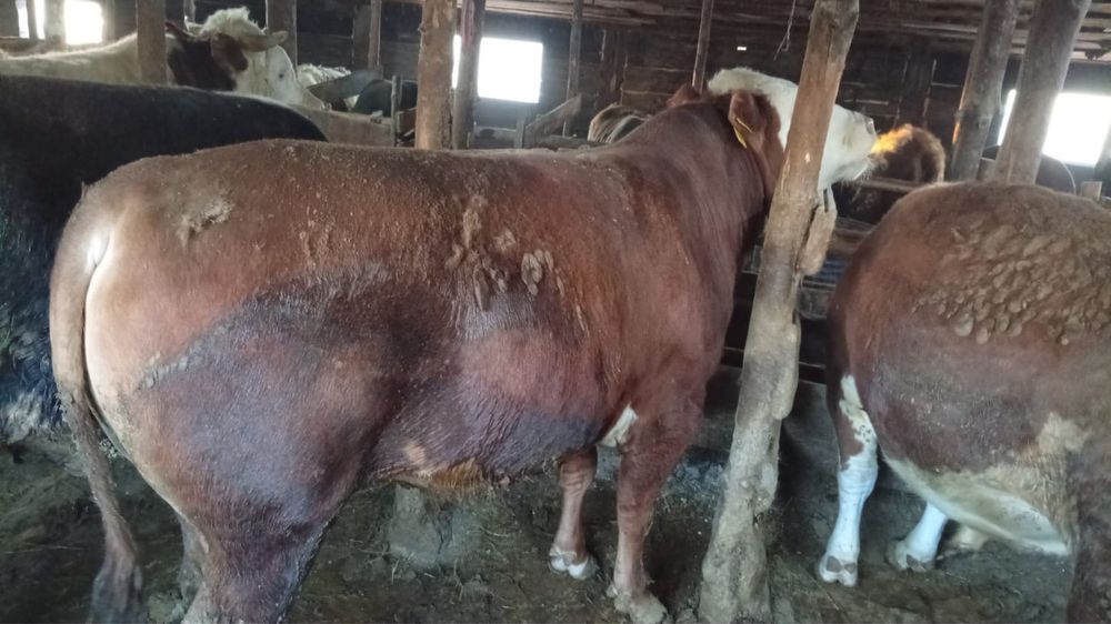 Жемделген ірі қара сатылады/ Продается откормленный скот