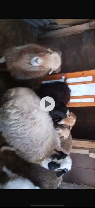 Продам овец . Самка барана