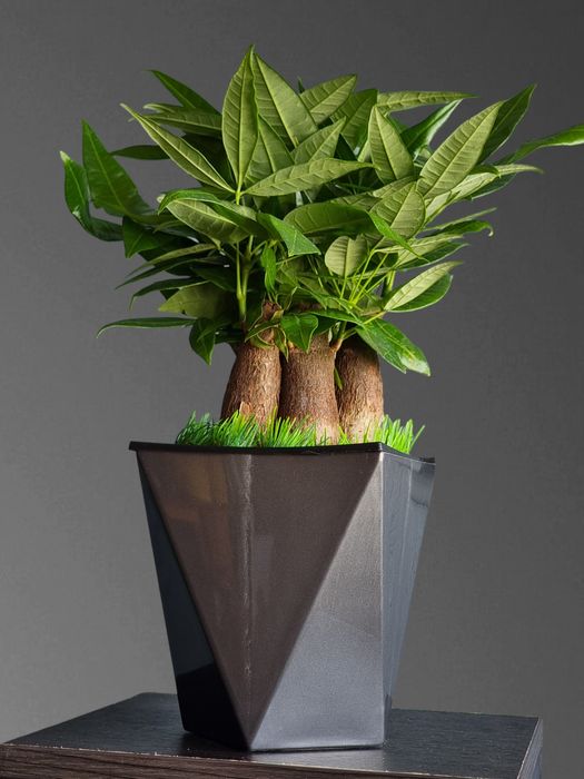 Пахира Бонсай Цветы Орхидея Орхидеи