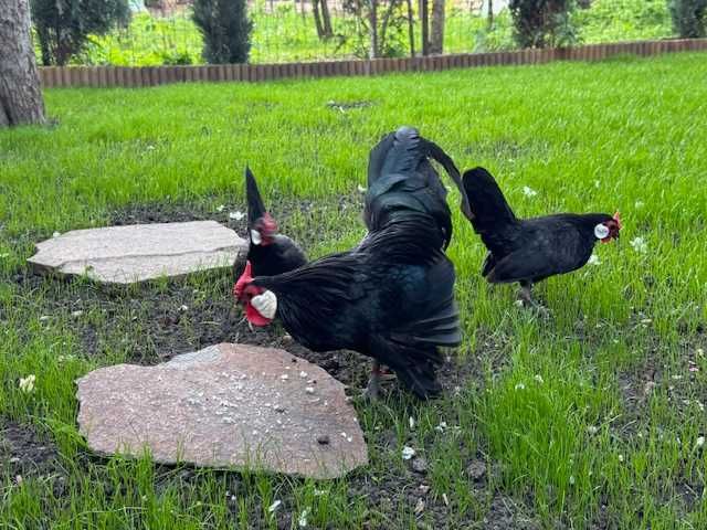 Sebright Chamois si Bantam negru oua pentru incubat