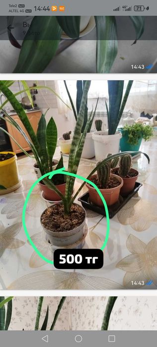 Продам комнатные цветы