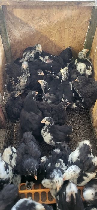 Vand pui de 2 luni de cochinchina urias bobat