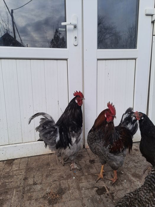 Петухи, атеш сатылады