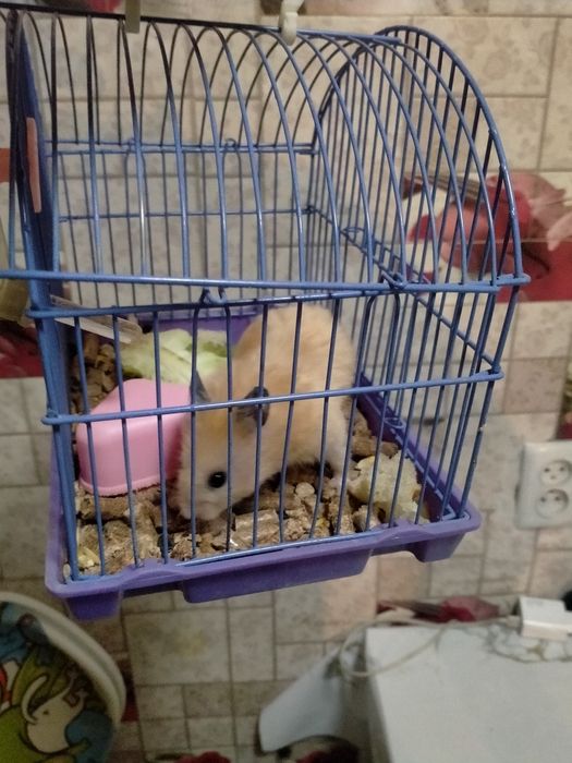 Продам хомяка мальчик