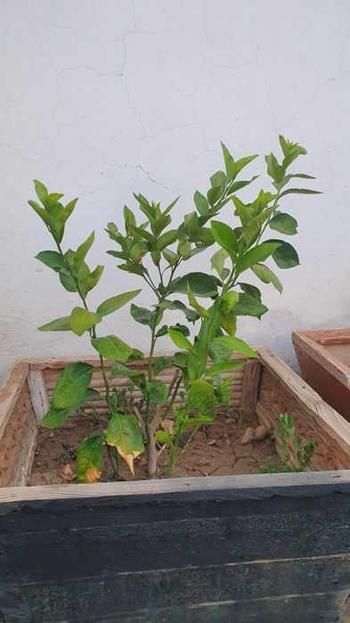 Yogoch Tuvak sotiladi