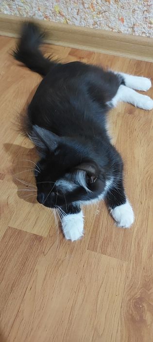 Кошка, наполовину мэйнкун. 3 года. Есть паспорт, делали прививки.