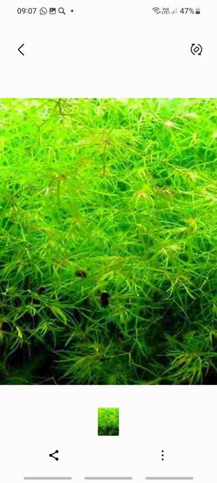 Растения живые..