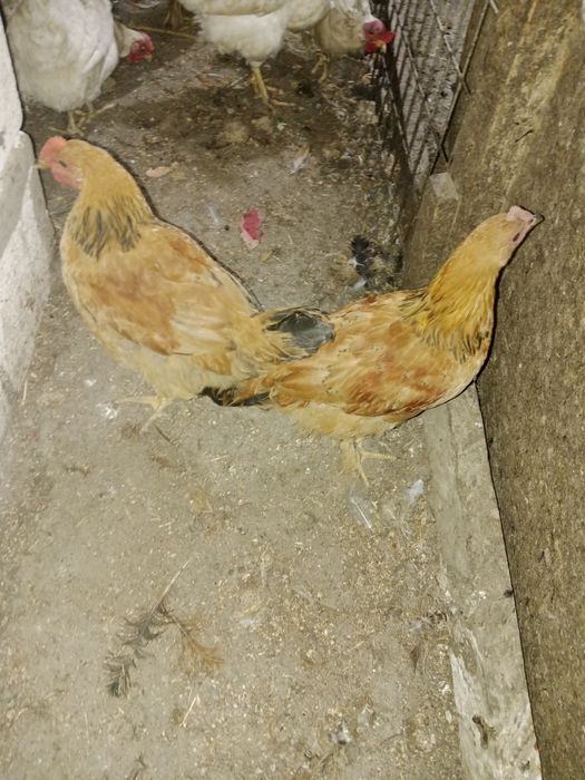 Продам домашние кури