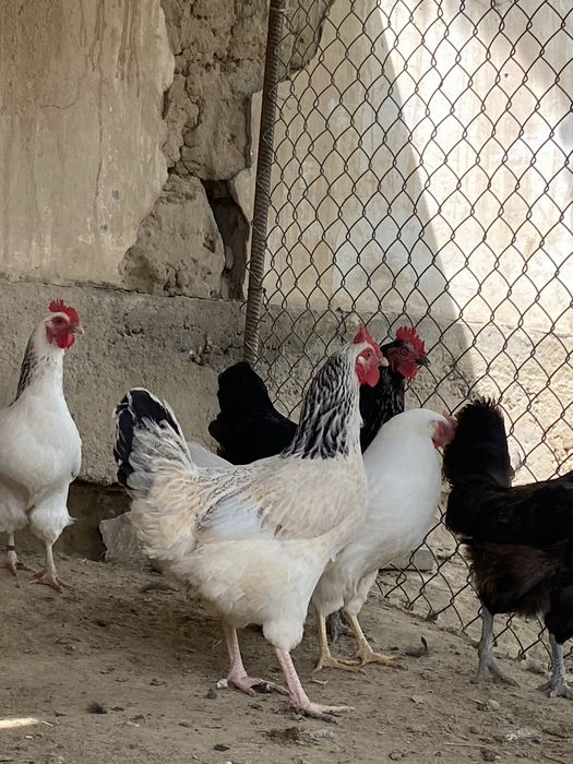 Тауықтар сатылады