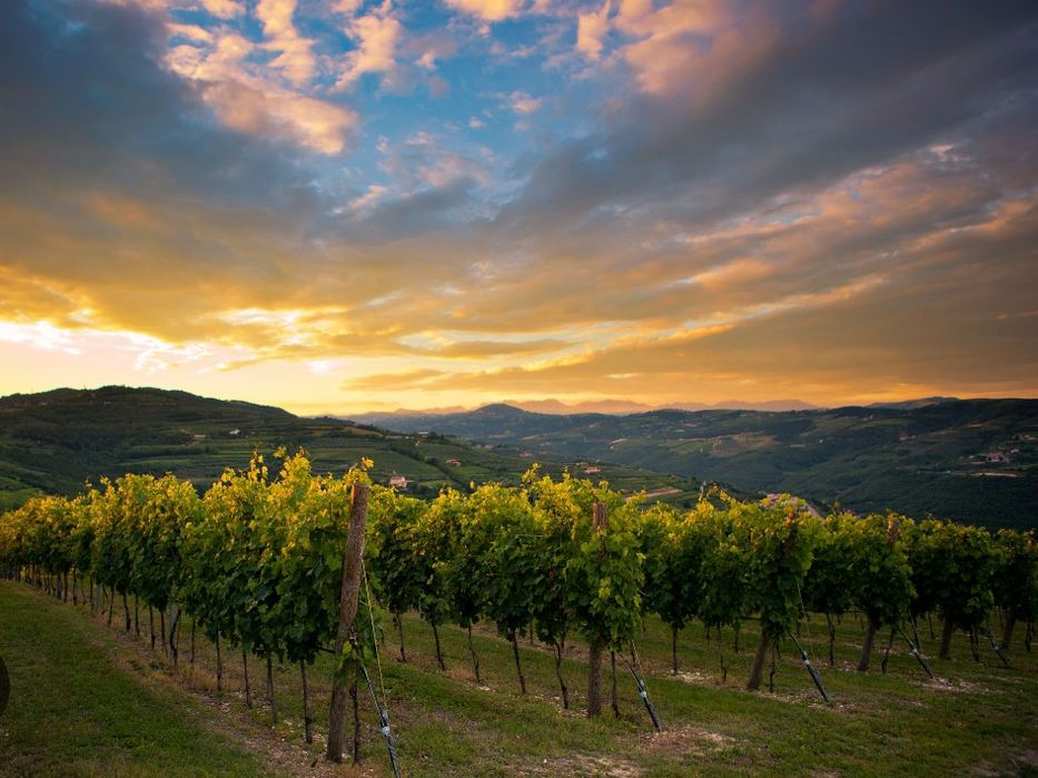 Обрезка винограда