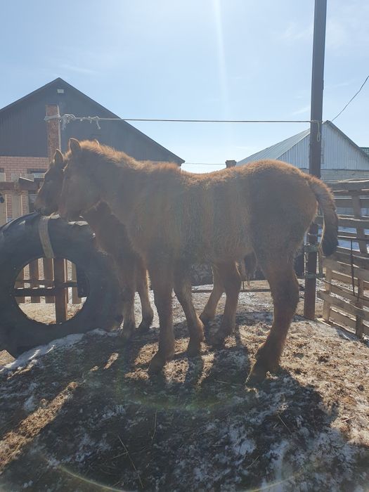 Еркек Тайлар сатылады