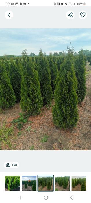 Plante ornamentale
