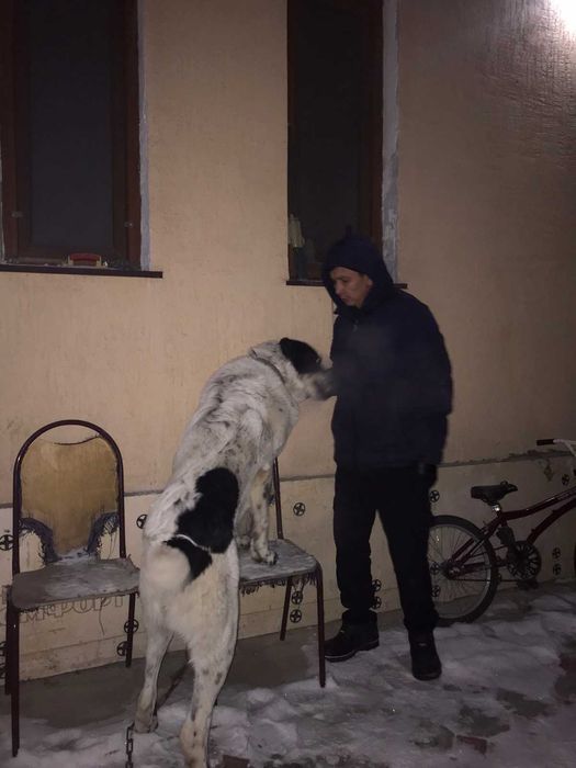 вязка кобель АЛАБАЙ