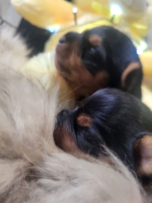 Очаровательные щенки йоркширского терьера.