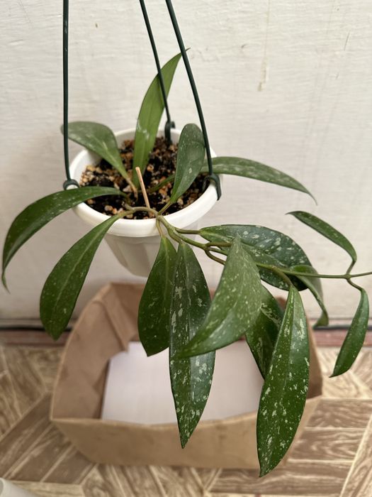 Цветы распродажа, распродажа