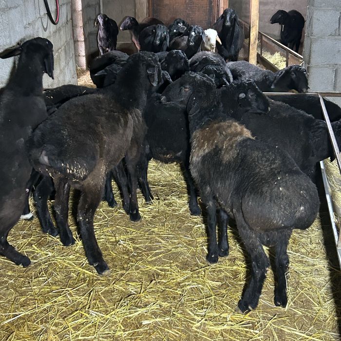 Кой сатылады 80мың