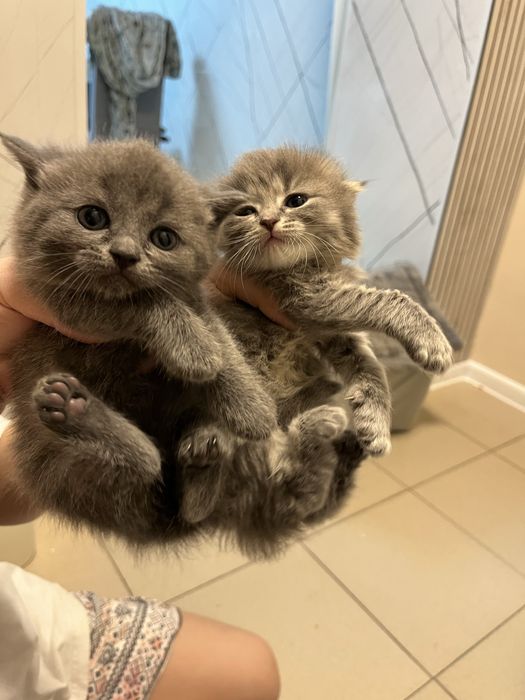 Породистые катята