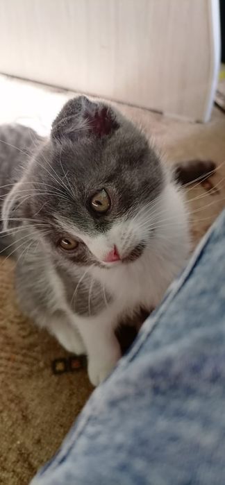 Отдам котенка веслаухого